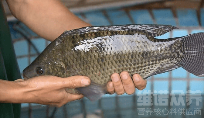 养殖肉花技术小结怎么写_养殖肉花技术小知识_小肉花怎么养殖技术