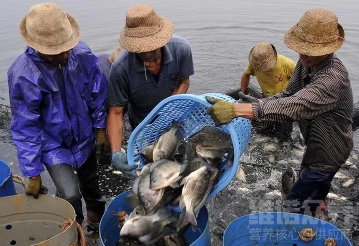 小肉花怎么养殖技术_养殖肉花技术小知识_养殖肉花技术小结怎么写