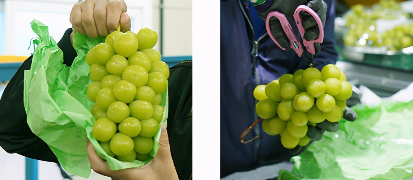 提子品种与种植技术_提子种植管理技术_提子的种植栽培技术