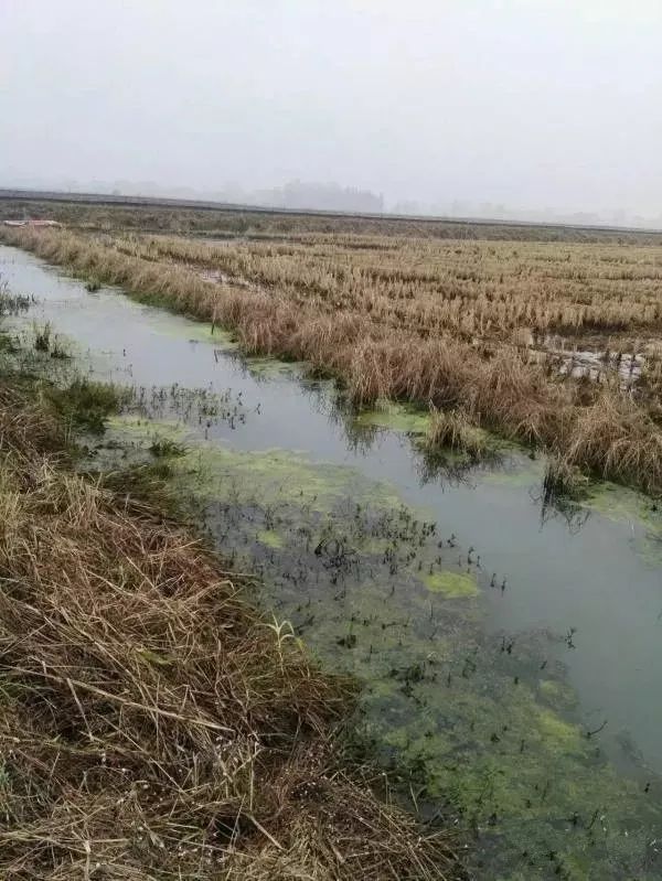 龙虾养殖技术大全视频教程_小龙虾养殖技术视_龙虾怎样养殖视频播放