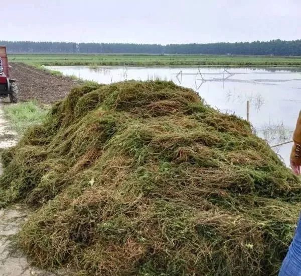 小龙虾养殖技术视_龙虾怎样养殖视频播放_龙虾养殖技术大全视频教程