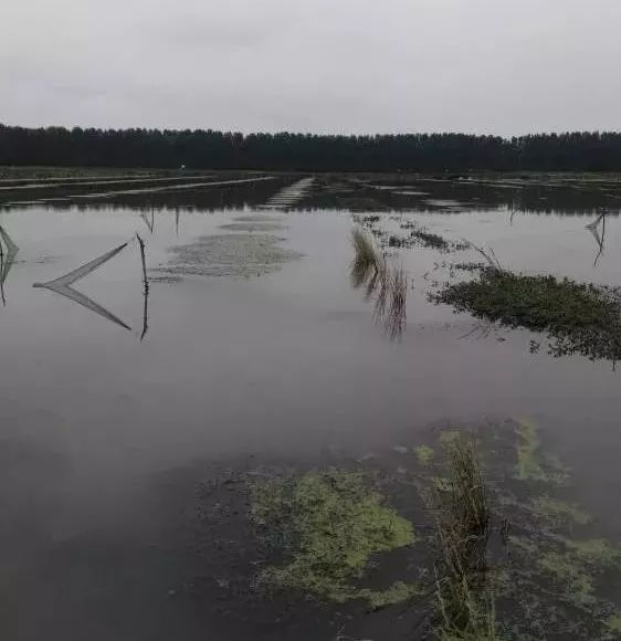 小龙虾养殖技术视_龙虾养殖技术大全视频教程_龙虾怎样养殖视频播放