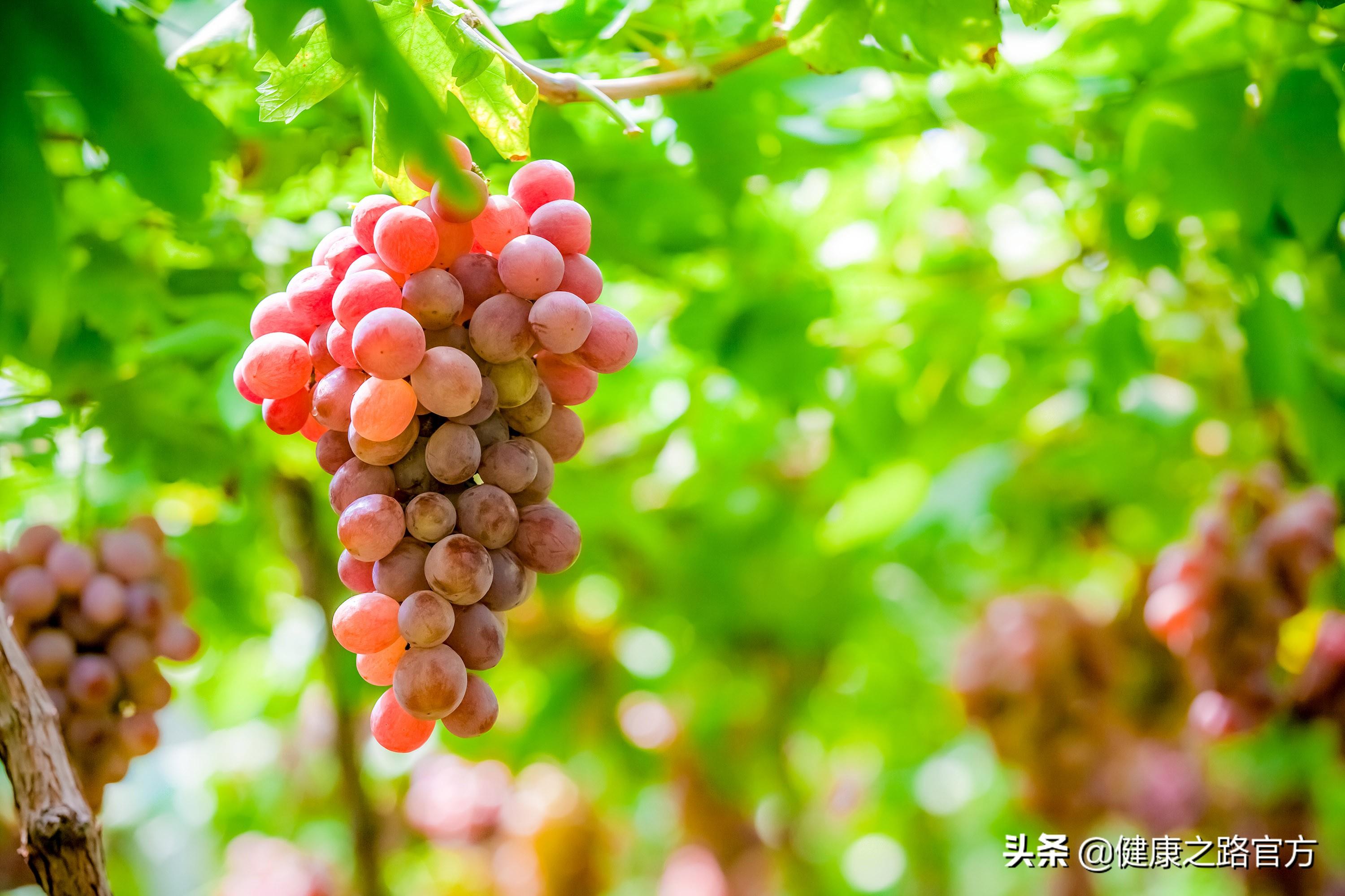 提子种植管理技术_提子种苗_提子品种与种植技术