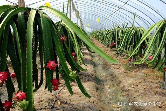 果树施什么肥料好？果树的施肥时间和方法，果树膨果增甜用“调色师”