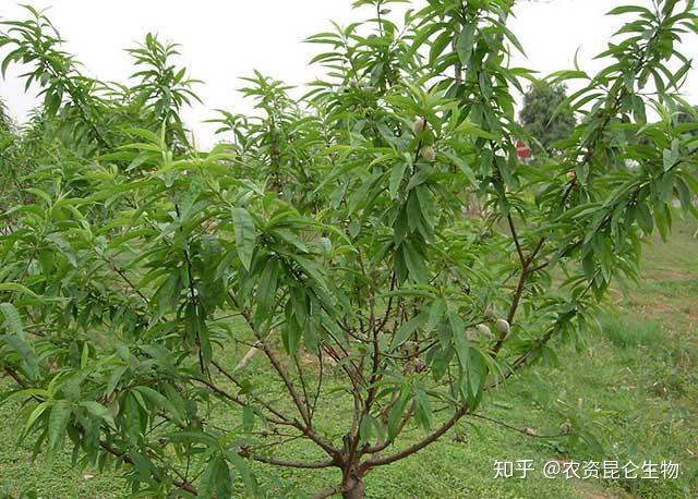 果树种植施肥技术_果树施肥技术手册_施肥果树种植技术有哪些