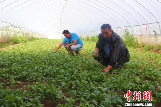 甘肃西峰“父子档”联手致富：大棚里“种出”好日子