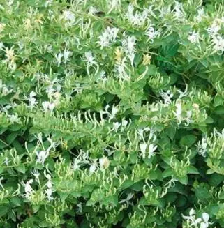 种植半夏致富能人_种植半夏赚钱吗_致富能种植半夏人参吗视频