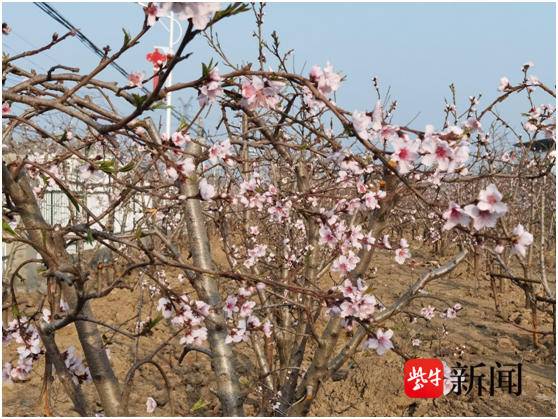 致富种植杜仲视频_致富种植杜仲图片_杜仲种植致富经