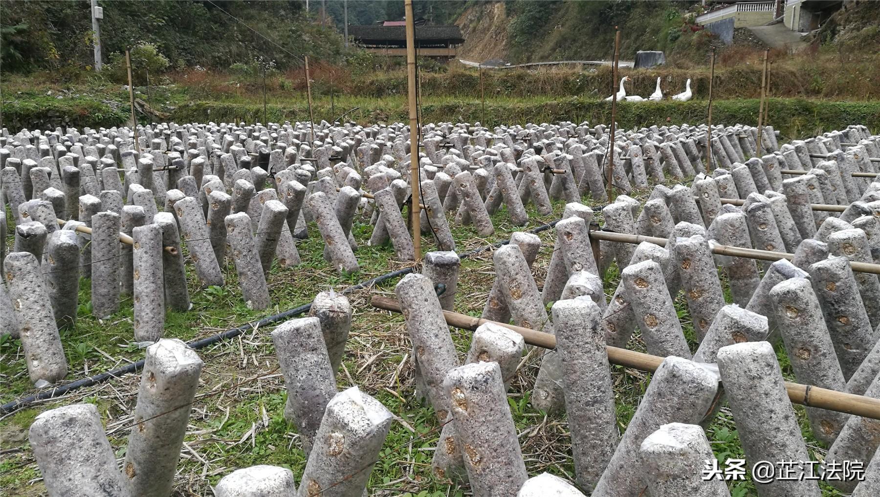 致富经野生石蛙_野生石蛙市场价是多少_野生石蛙长什么样