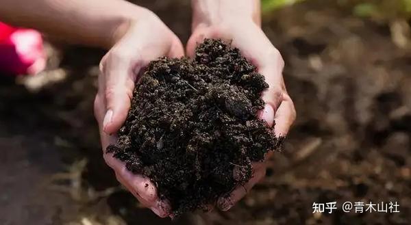 施肥果树种植技术要点_果树种植施肥技术_施肥果树种植技术有哪些