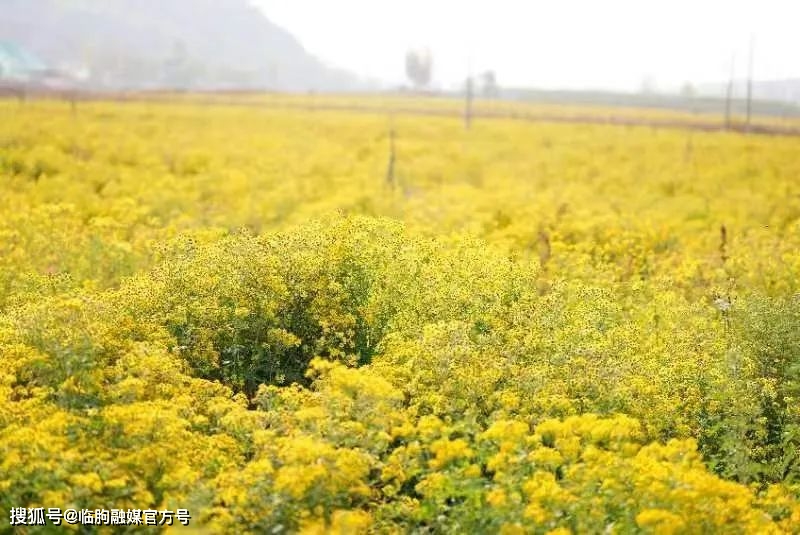 农村种植药材致富项目_农村中草药种植致富_种植药材致富