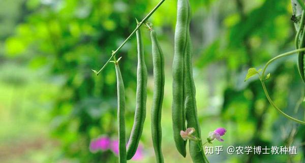 四季豆的种植技术及管理_四季豆种植技术和种植时间_种植四季豆致富经验