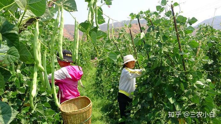 四季豆什么时候种最好？农业专家教您最佳种植时间，作物产量加倍