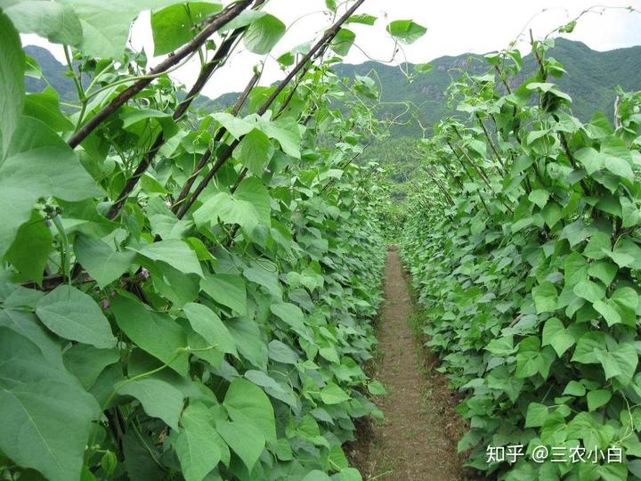 种植四季豆致富经验_四季豆种植方法和要求_四季豆种植时间及技术要点