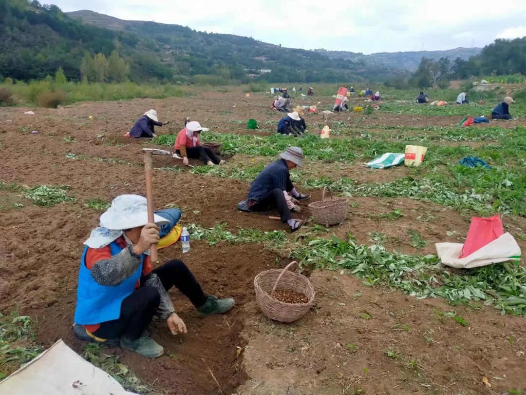 致富能种植半夏人参吗_致富能种植半夏人参吗图片_种植半夏致富能人