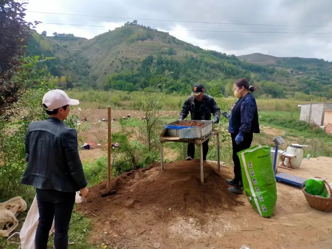 致富能种植半夏人参吗图片_种植半夏致富能人_致富能种植半夏人参吗