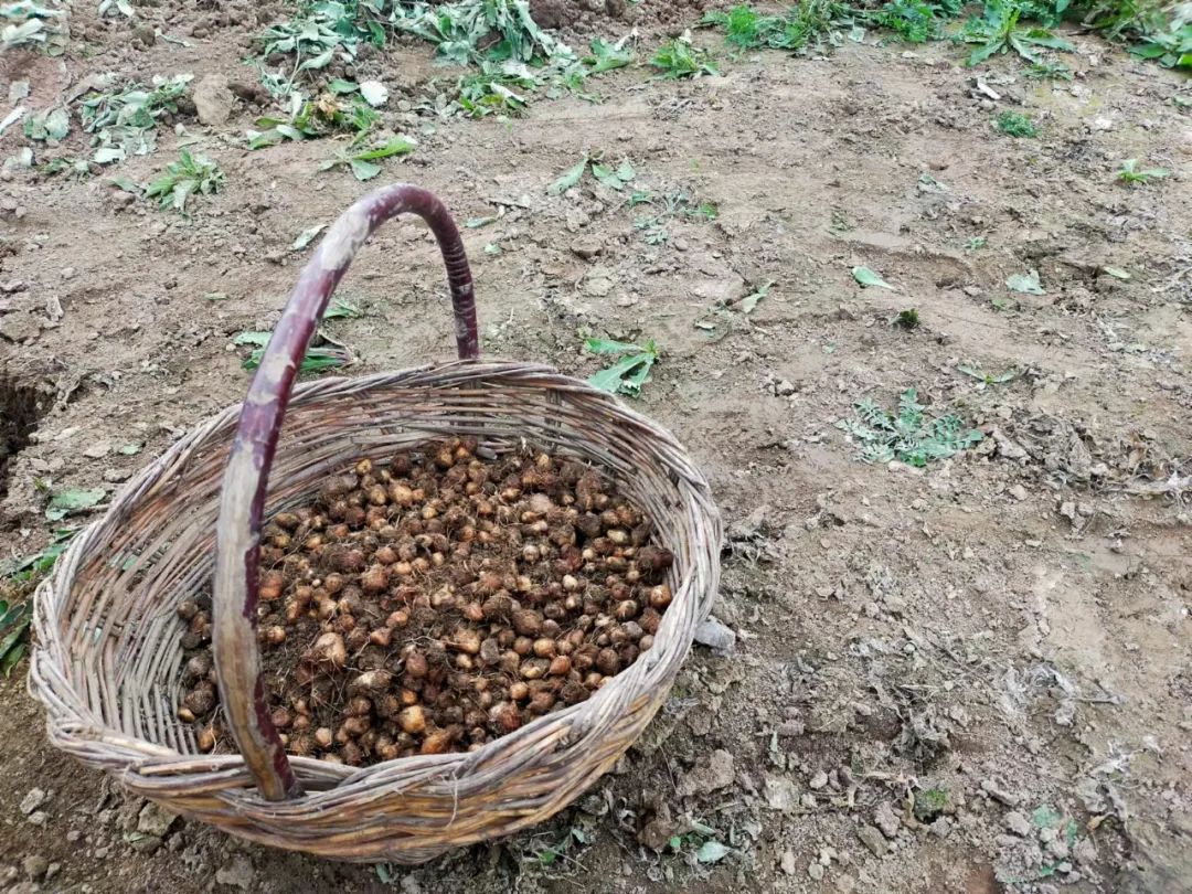 致富能种植半夏人参吗图片_种植半夏致富能人_致富能种植半夏人参吗