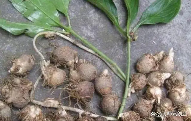 致富能种植半夏人参吗视频_种植半夏前景如何_种植半夏致富能人