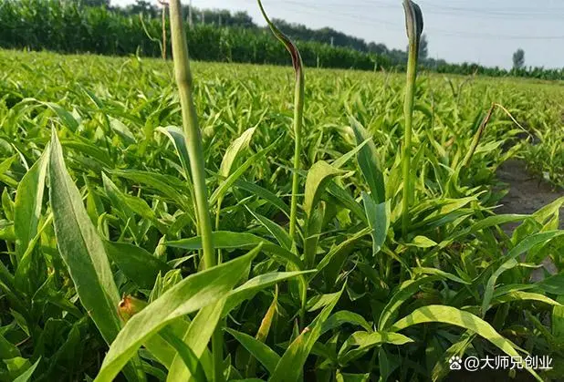 种植半夏致富能人_种植半夏前景如何_致富能种植半夏人参吗视频