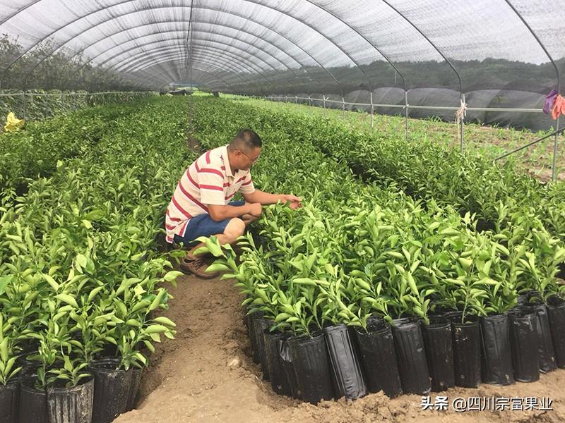 湖南柚子种植技术_柚子湖南种植技术视频_湖南柚子苗