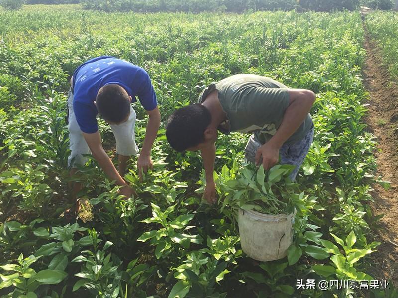 湖南柚子苗_湖南柚子种植技术_柚子湖南种植技术视频