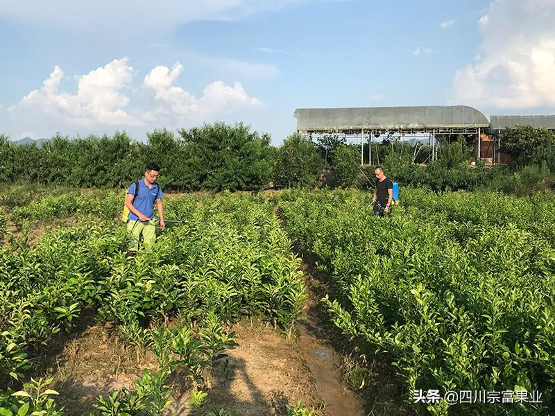 湖南柚子种植技术_湖南柚子苗_柚子湖南种植技术视频