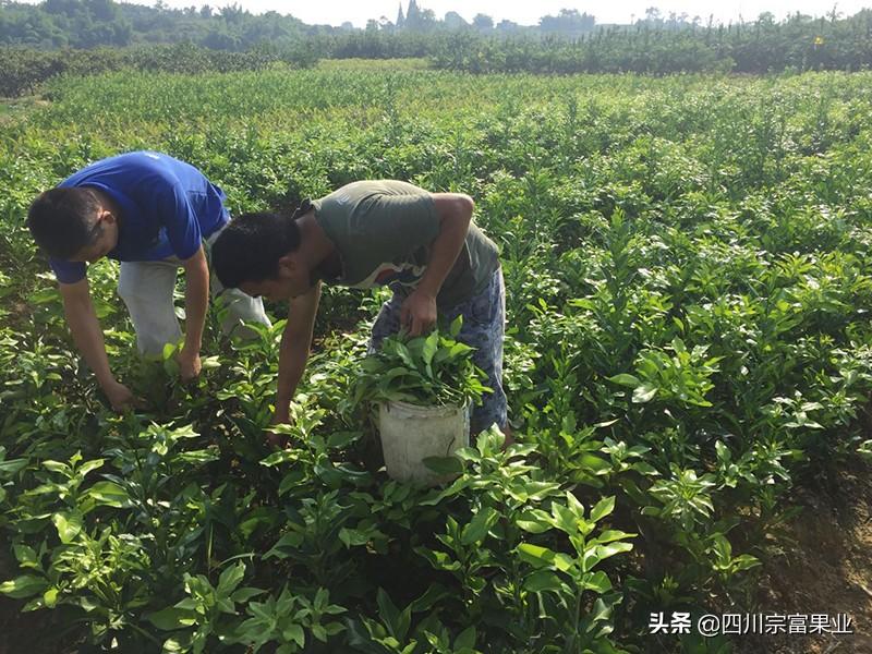 湖南柚子种植技术_柚子湖南种植技术视频_湖南柚子苗