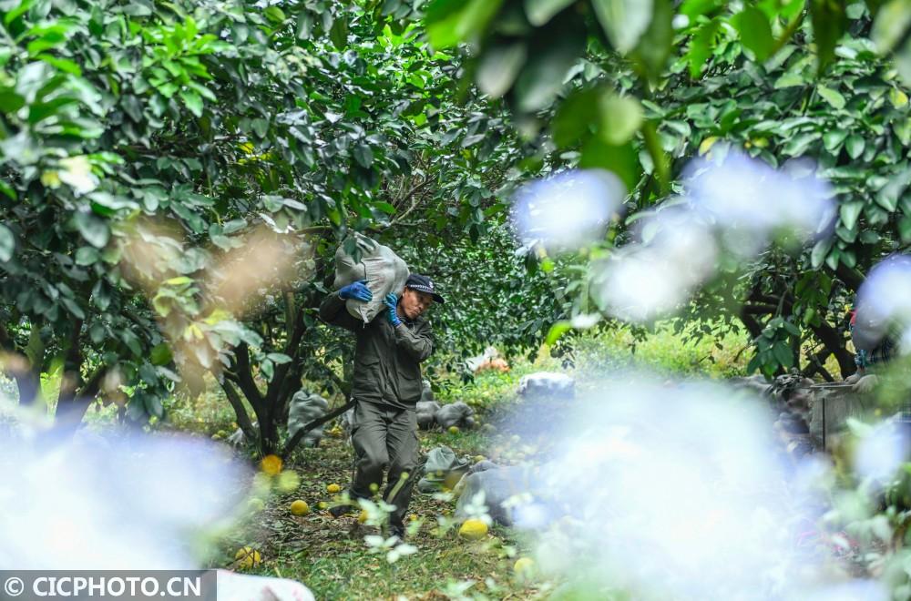 柚子湖南种植技术和管理_适合湖南种植的柚子品种_湖南柚子种植技术