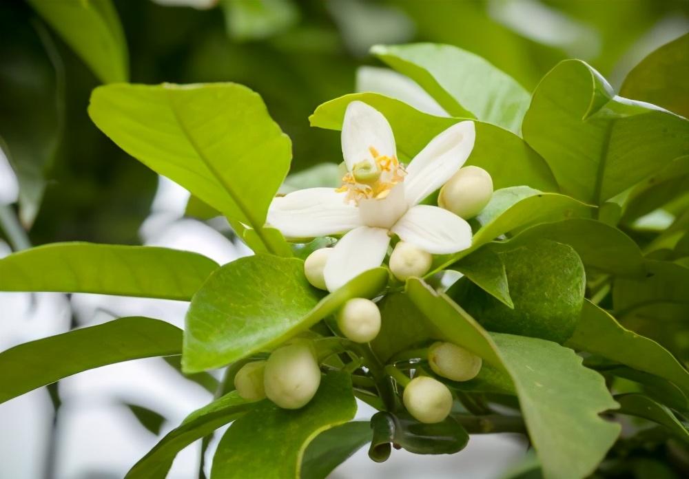 湖南柚子种植技术_柚子湖南种植技术视频_柚子湖南种植技术与管理