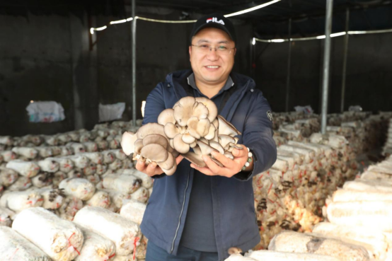 山东平菇种植加盟_种平菇的视频_莱西种植平菇致富新闻视频