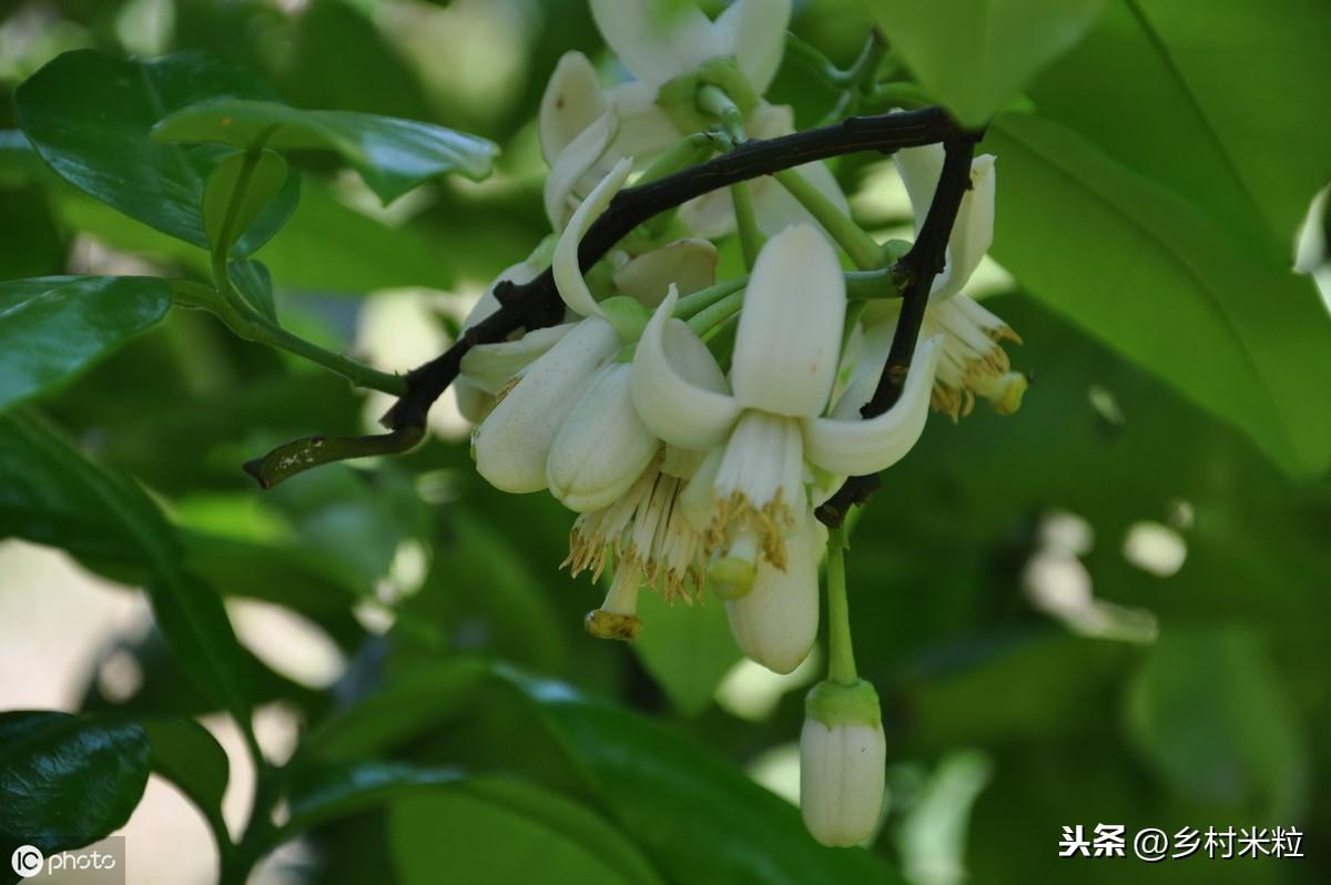 适合湖南种植的柚子品种_湖南柚子苗_湖南柚子种植技术