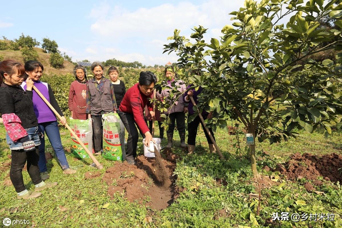 适合湖南种植的柚子品种_湖南柚子苗_湖南柚子种植技术