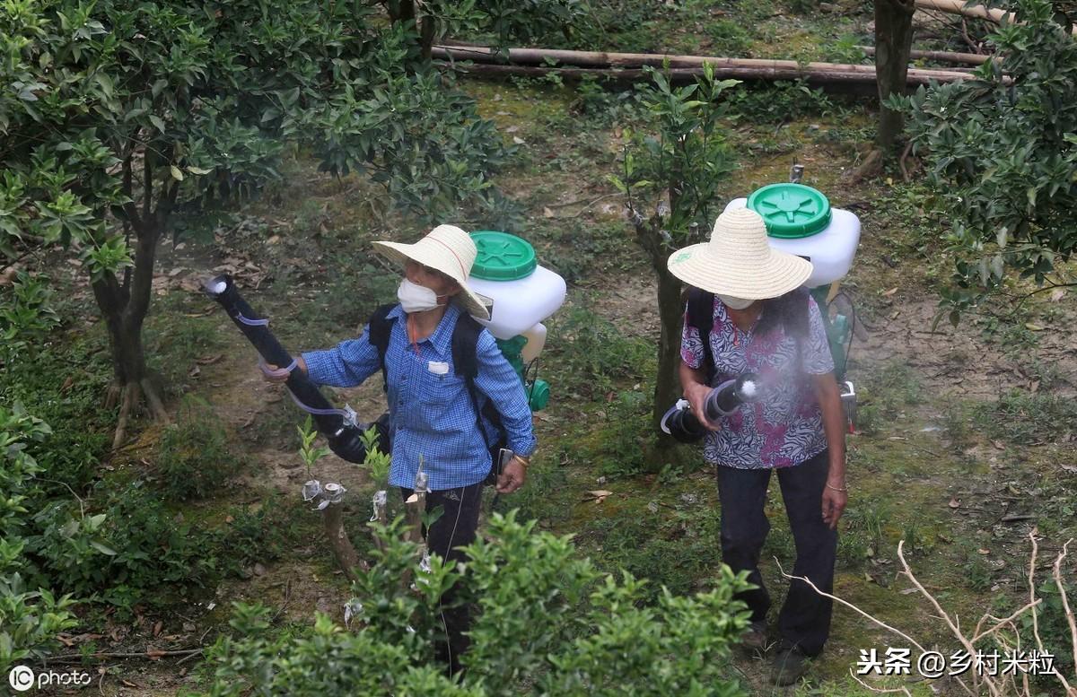 湖南柚子种植技术_适合湖南种植的柚子品种_湖南柚子苗