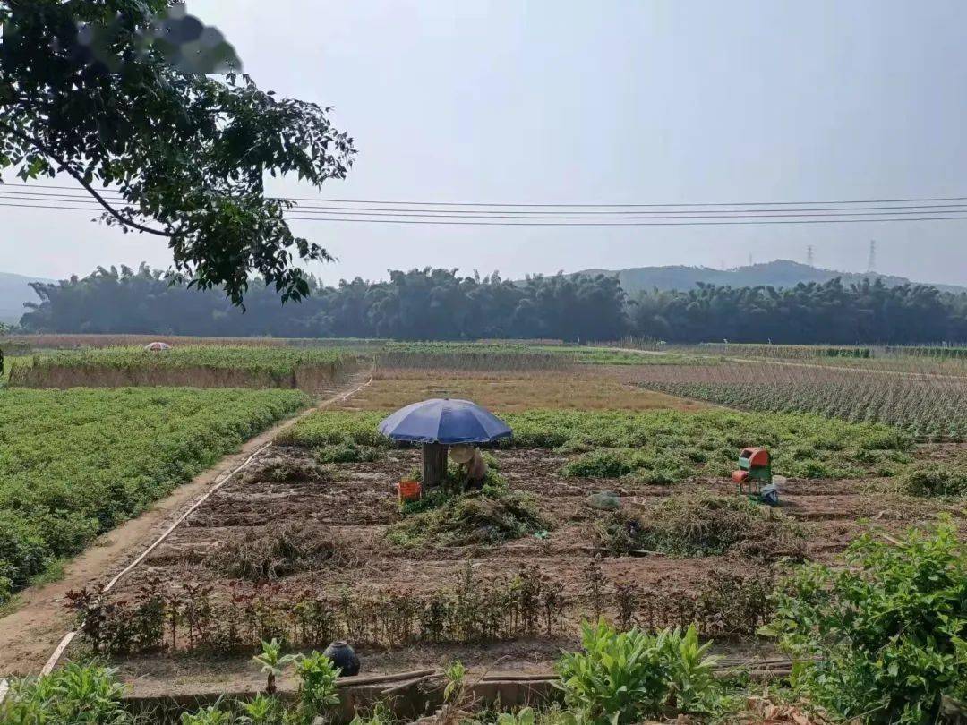 贵州花生哪里最好_贵州种花生吗_贵州种植花生致富