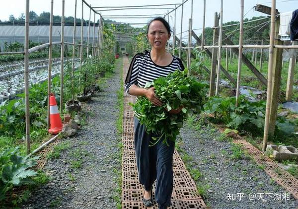 致富经生态农庄_致富生态平台_农致富项目