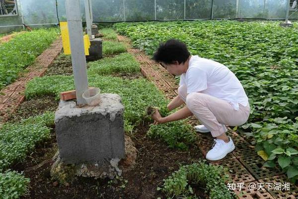 农致富项目_致富经生态农庄_致富生态平台