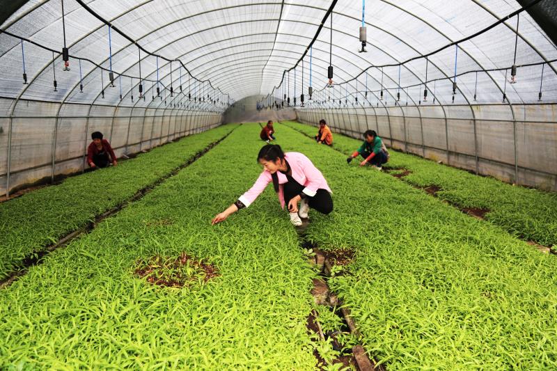 致富种植杜仲图片_杜仲种植致富经_致富种植杜仲视频