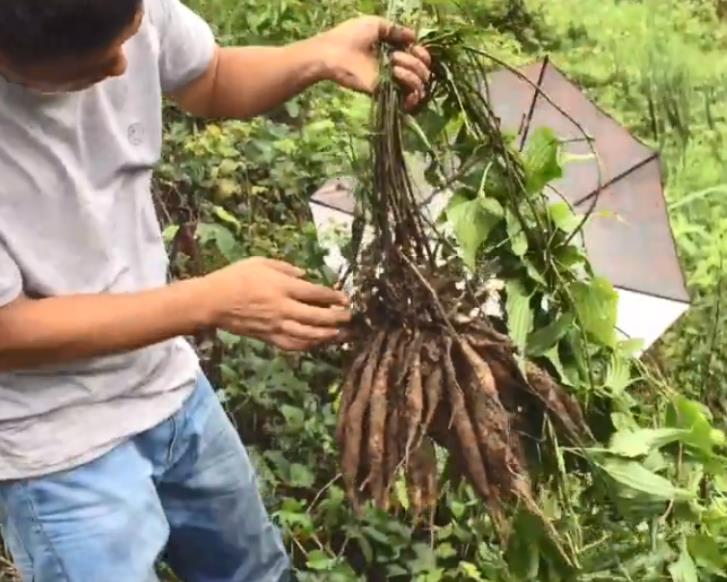 适合穷人没本钱的种植药材（适合农村种植的药材）