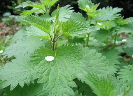 种植致富药材_农村致富经中药材种植_农村中草药种植致富