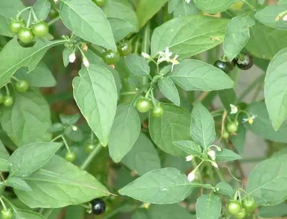 农村致富经中药材种植_种植致富药材_农村中草药种植致富