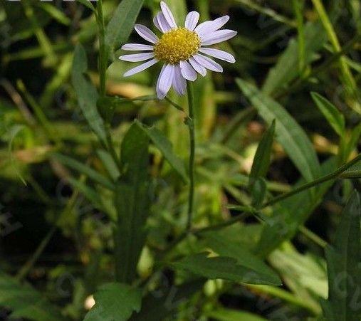 种植致富药材_农村中草药种植致富_农村致富经中药材种植