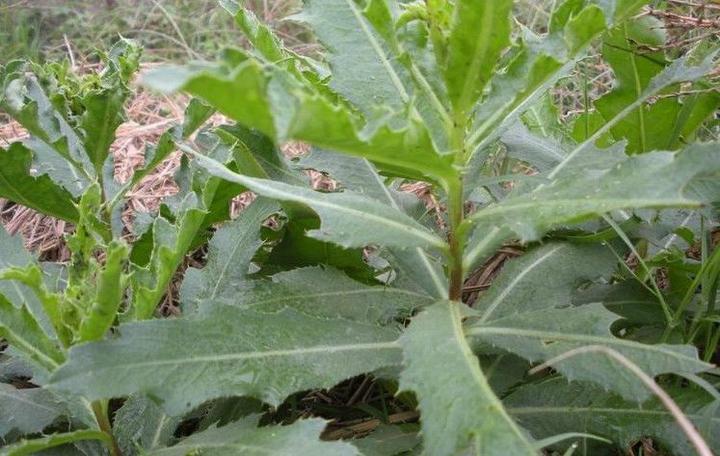 农村致富经中药材种植_种植致富药材_农村中草药种植致富