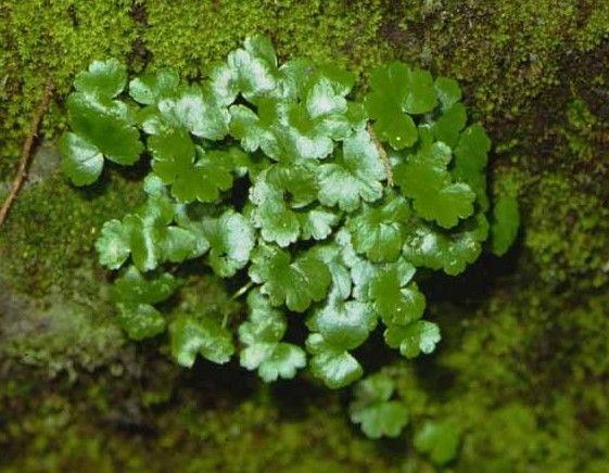 农村中草药种植致富_农村致富经中药材种植_种植致富药材