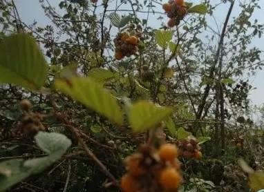 农村中草药种植致富_种植致富药材_农村致富经中药材种植