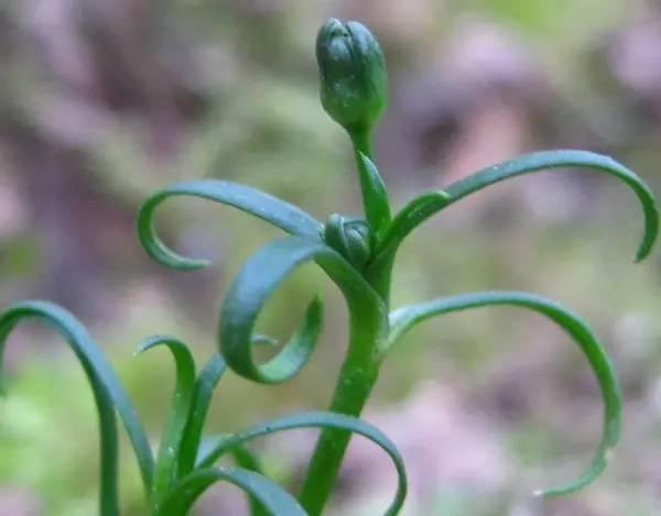 农村中草药种植致富_种植致富药材_农村致富经中药材种植