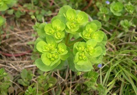 种植致富药材_农村中草药种植致富_农村致富经中药材种植