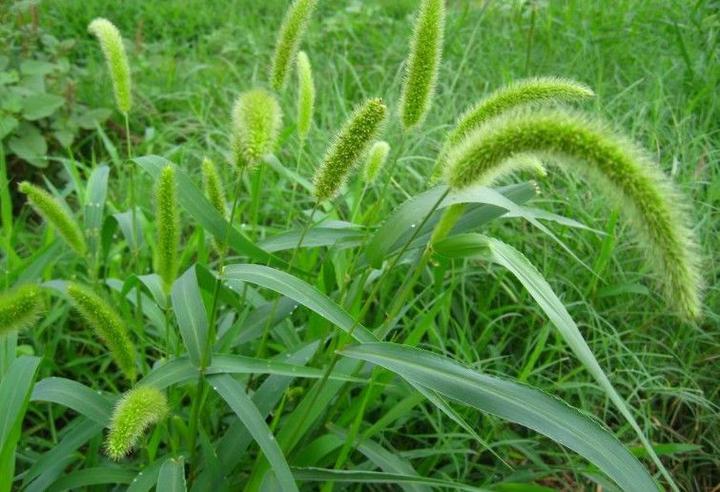 种植致富药材_农村致富经中药材种植_农村中草药种植致富