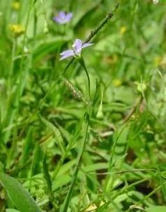 农村致富经中药材种植_种植致富药材_农村中草药种植致富