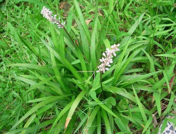 农村中草药种植致富_种植致富药材_农村致富经中药材种植