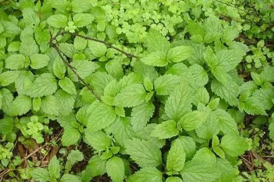 农村中草药种植致富_农村致富经中药材种植_种植致富药材